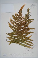 藏品(斜葉金星蕨)的圖片