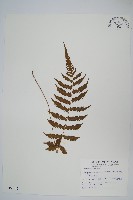 藏品(野小毛蕨)的圖片