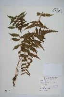 藏品(野小毛蕨)的圖片