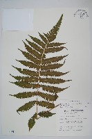 藏品(梳毛蕨)的圖片