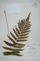 藏品(梳毛蕨)的圖片