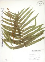 藏品(毛蕨)的圖片