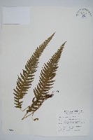 藏品(翅軸假金星蕨、短柄卵果蕨)的圖片