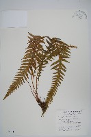 藏品(翅軸假金星蕨、短柄卵果蕨)的圖片