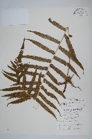 藏品(大葉毛蕨)的圖片