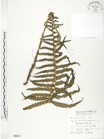 藏品(台灣毛蕨、台灣圓腺蕨)的圖片