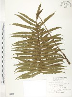 藏品(台灣毛蕨、台灣圓腺蕨)的圖片