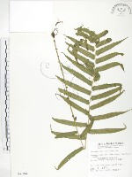 藏品(大葉毛蕨)的圖片