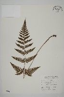 藏品(愛德氏肋毛蕨)的圖片