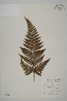 藏品(愛德氏肋毛蕨)的圖片