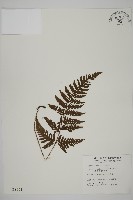 藏品(愛德氏肋毛蕨)的圖片