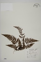 藏品(愛德氏肋毛蕨)的圖片