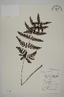 藏品(薄葉擬肋毛蕨)的圖片