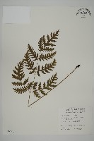 藏品(薄葉三叉蕨)的圖片