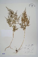 藏品(日本金粉蕨)的圖片