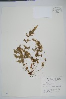 藏品(天草鳳尾蕨)的圖片