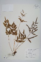 藏品(箭葉鳳尾蕨)的圖片