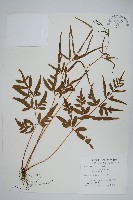 藏品(箭葉鳳尾蕨)的圖片