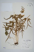 藏品(箭葉鳳尾蕨)的圖片