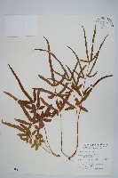 藏品(箭葉鳳尾蕨)的圖片