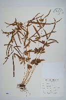 藏品(箭葉鳳尾蕨)的圖片