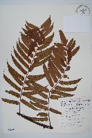 藏品(黑桫蕨)的圖片