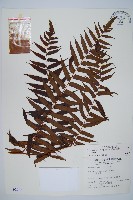 藏品(黑桫蕨)的圖片