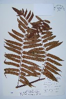 藏品(黑桫蕨)的圖片