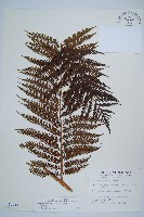 藏品(筆筒樹)的圖片