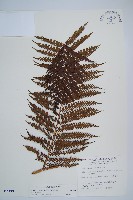 藏品(筆筒樹)的圖片