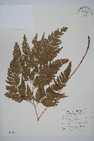 藏品(小葉複葉耳蕨)的圖片