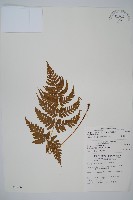 藏品(長葉鱗毛蕨)的圖片