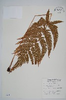 藏品(南海鱗毛蕨)的圖片