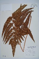 藏品(南海鱗毛蕨)的圖片