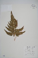 藏品(南海鱗毛蕨)的圖片