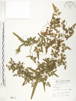 藏品(海金沙)的圖片