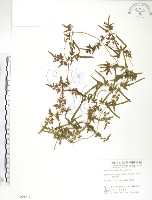 藏品(海金沙)的圖片