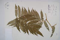 藏品(觀音座蓮)的圖片