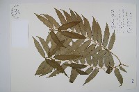 藏品(觀音座蓮)的圖片