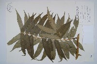 藏品(觀音座蓮)的圖片