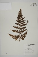 藏品(愛德氏肋毛蕨)的圖片