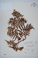 藏品(菜蕨)的圖片