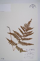 藏品(東洋蹄蓋蕨、假蹄蓋蕨)的圖片