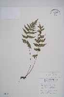 藏品(假蹄蓋蕨、東洋蹄蓋蕨)的圖片