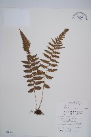 藏品(假蹄蓋蕨、東洋蹄蓋蕨)的圖片