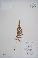 藏品(假蹄蓋蕨、東洋蹄蓋蕨)的圖片