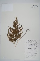 藏品(粗毛金星蕨)的圖片