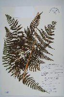 藏品(粗毛金星蕨)的圖片