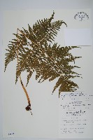 藏品(粗毛金星蕨)的圖片