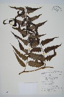 藏品(毛柄短腸蕨)的圖片